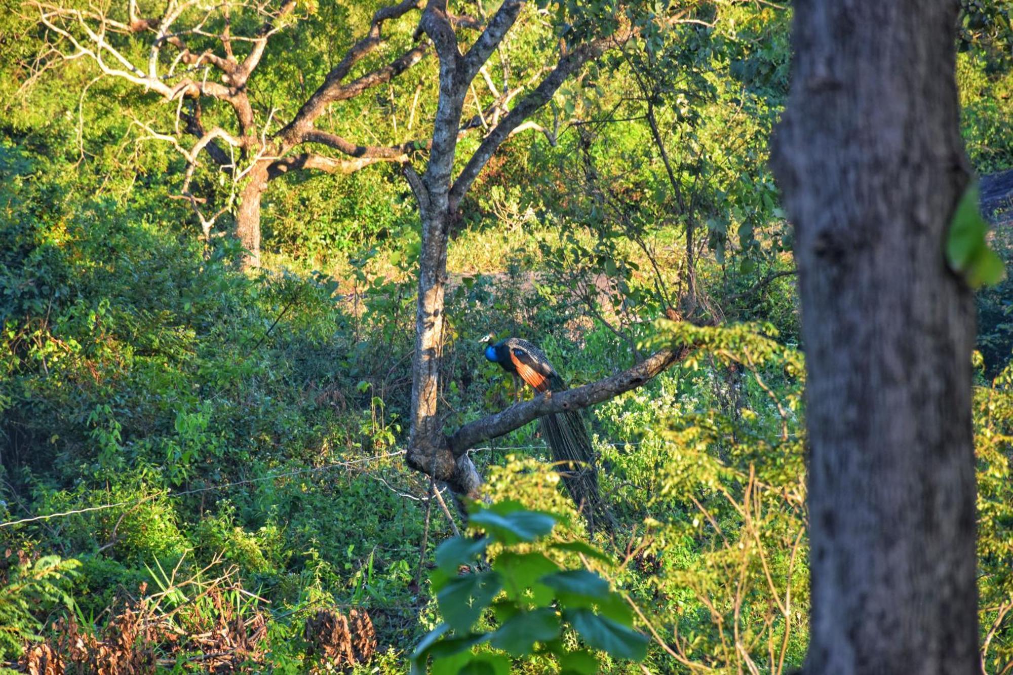 Sigiri Saat Cabana Sigiriya Esterno foto