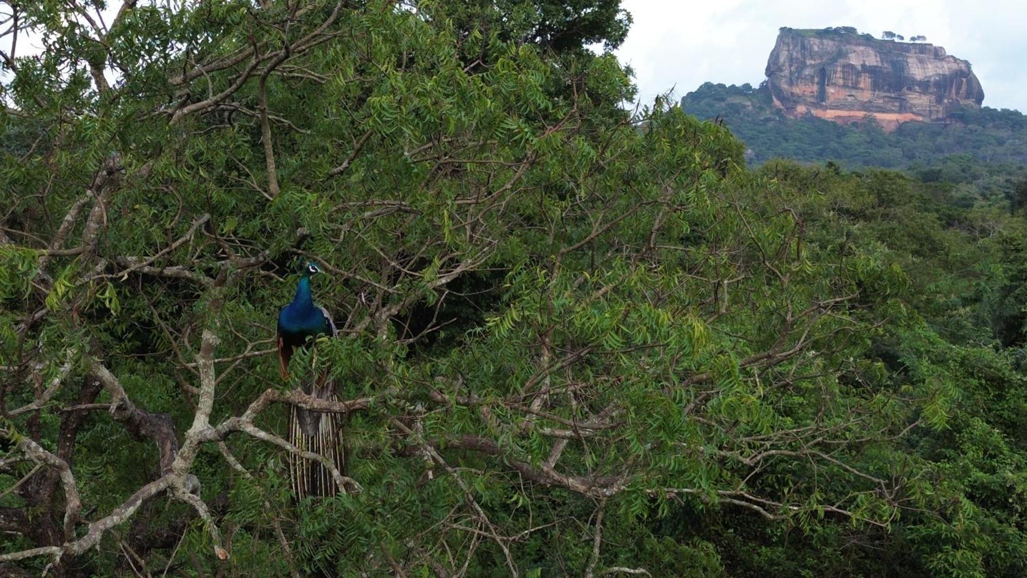 Sigiri Saat Cabana Sigiriya Esterno foto
