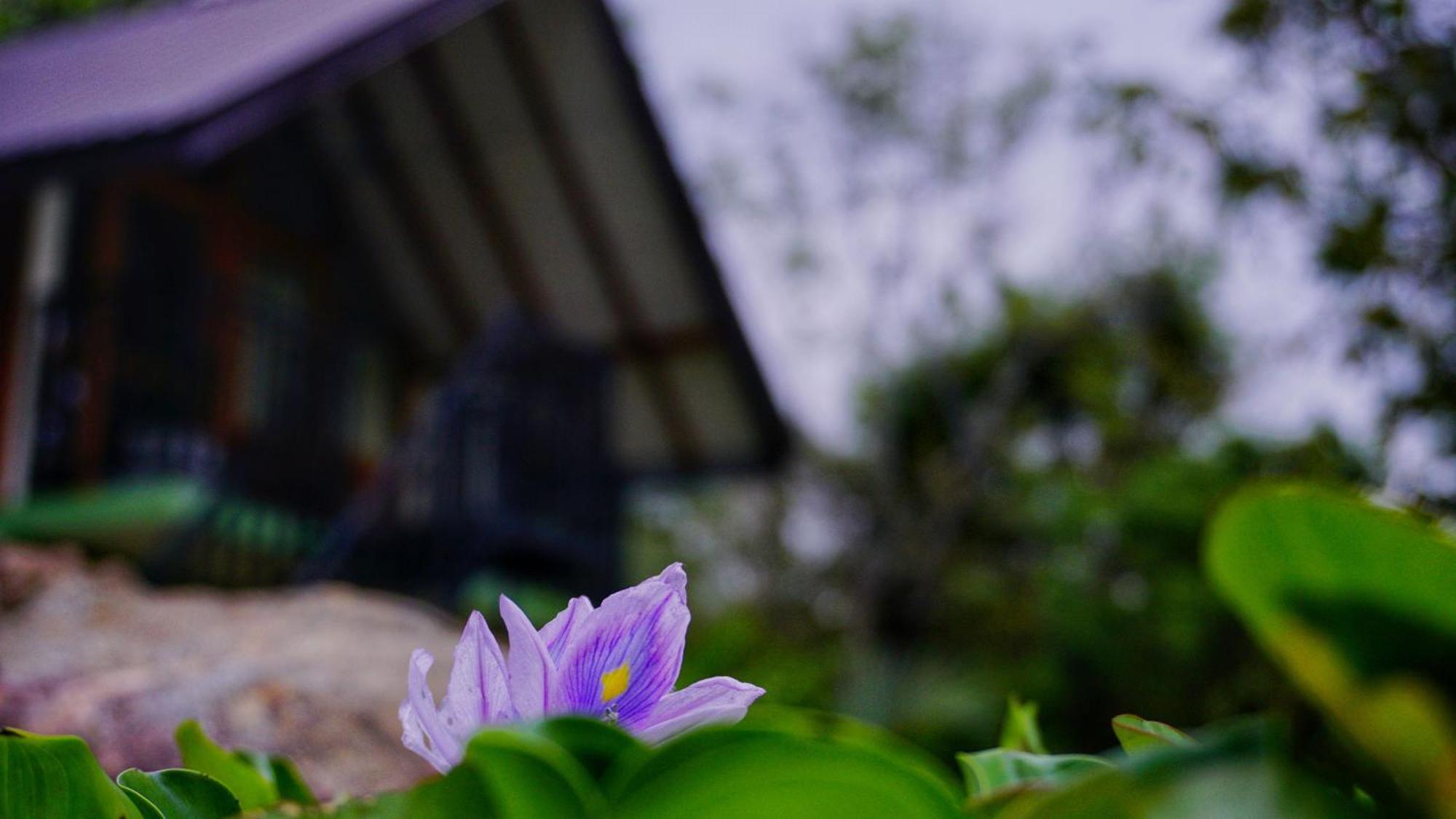 Sigiri Saat Cabana Sigiriya Esterno foto